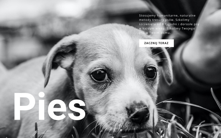 Schronisko dla psów i zwierząt Makieta strony internetowej
