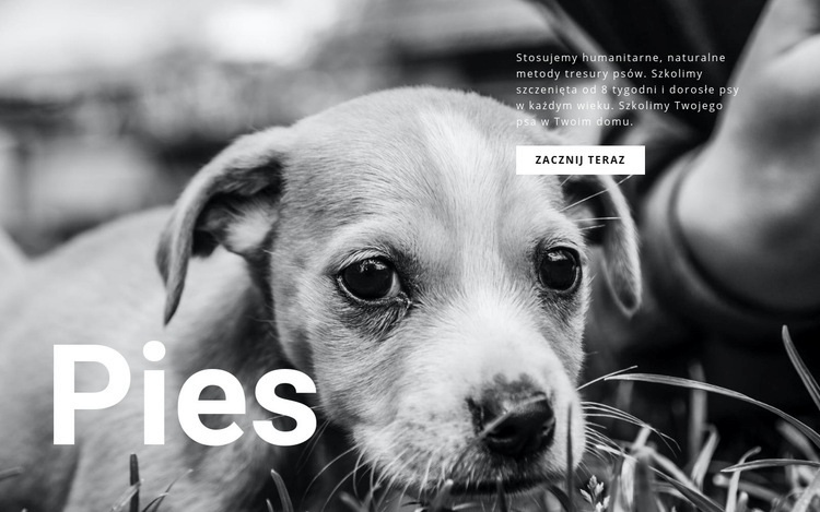Schronisko dla psów i zwierząt Szablon HTML