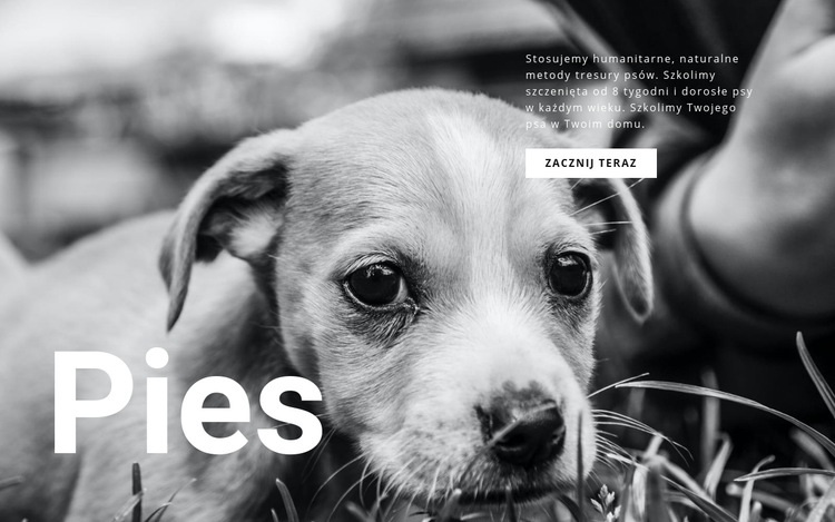 Schronisko dla psów i zwierząt Szablon HTML5