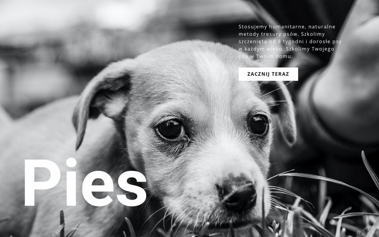 Schronisko dla psów i zwierząt Szablon witryny sieci Web