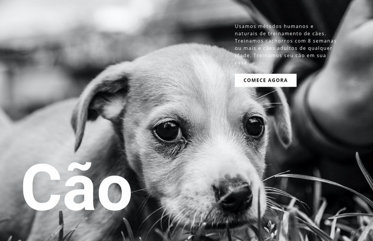 Abrigo para cães e animais domésticos Design do site