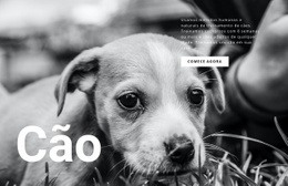 Abrigo Para Cães E Animais Domésticos