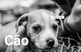 Abrigo Para Cães E Animais Domésticos Modelo Joomla 2024
