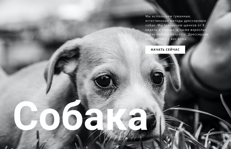 Приют для собак и домашних животных CSS шаблон