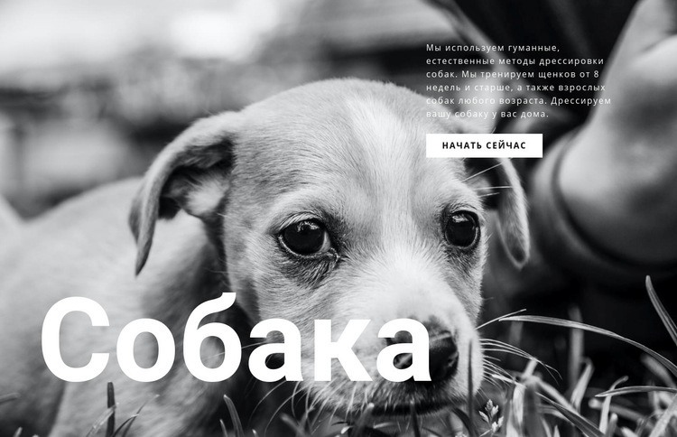 Приют для собак и домашних животных Конструктор сайтов HTML