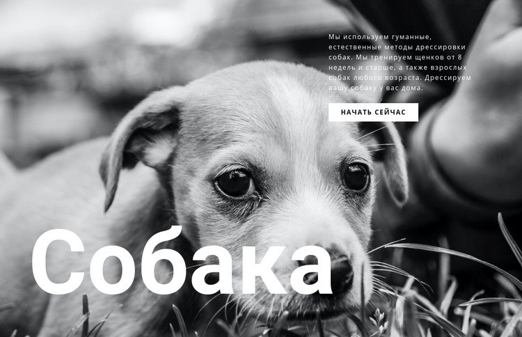 Приют для собак и домашних животных HTML шаблон