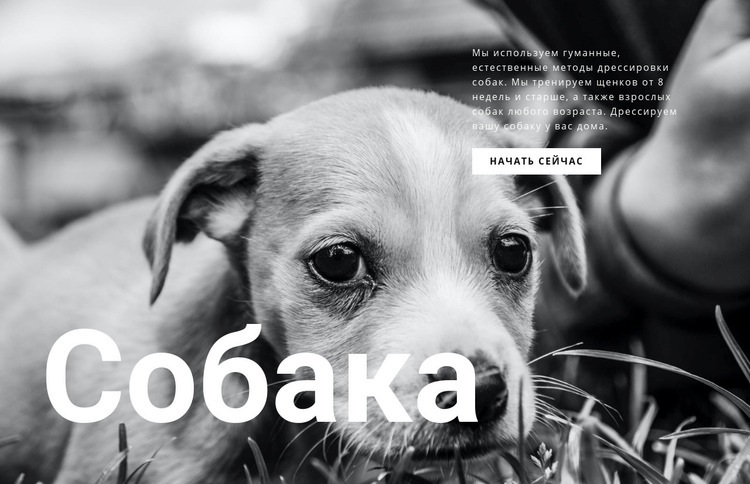 Приют для собак и домашних животных HTML5 шаблон
