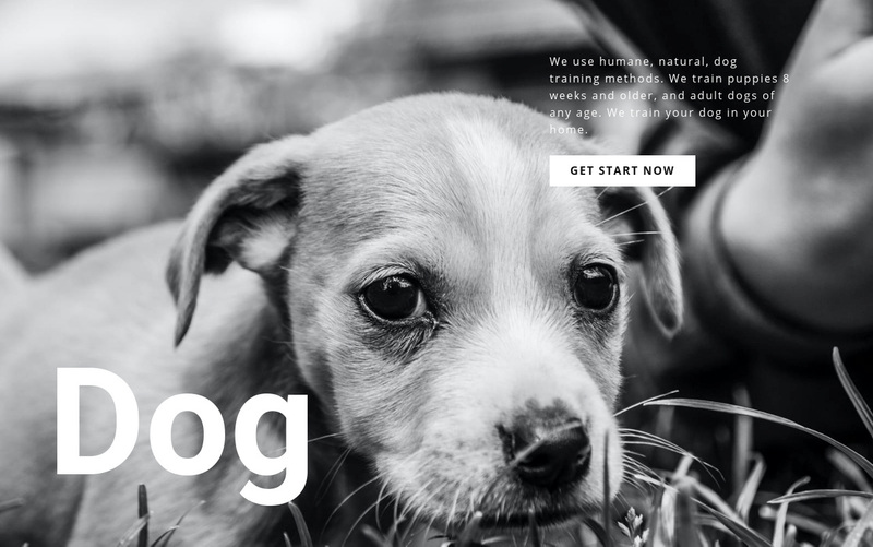 Dog and pets shelter Squarespace Template Alternative