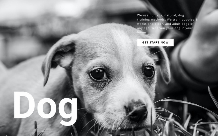 Hund och husdjur skydd Html webbplatsbyggare