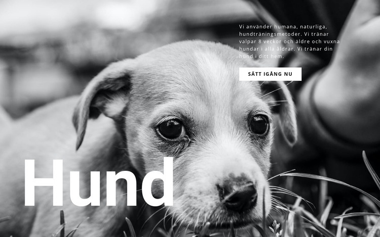 Hund och husdjur skydd WordPress -tema