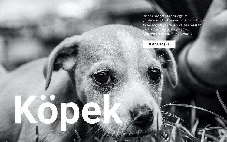 Köpek ve evcil hayvan barınağı HTML Şablonu