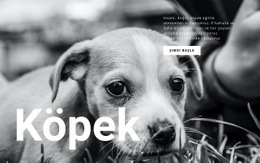 Köpek Ve Evcil Hayvan Barınağı Web Sitesi Oluşturma