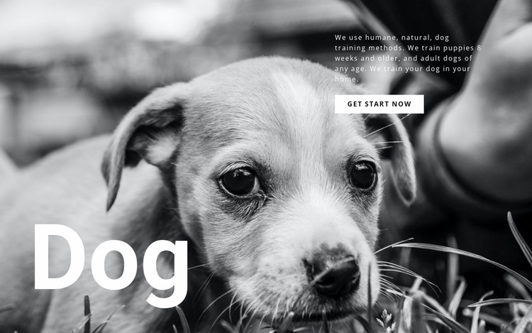 Dog and pets shelter Website Design
