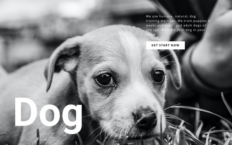 Dog and pets shelter Website Template