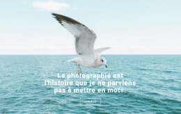 Meilleur Photographe De La Nature - Conception Créative De Sites Polyvalents