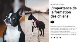 Formation Canine Importante