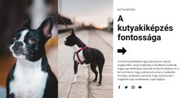 Reszponzív HTML A Következőhöz: Fontos Kutyakiképzés