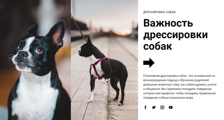Важная дрессировка собак Конструктор сайтов HTML