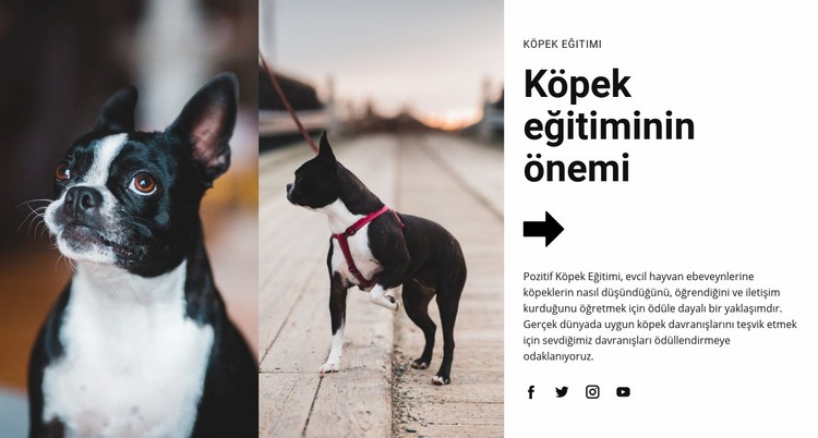 Önemli köpek eğitimi Bir Sayfa Şablonu
