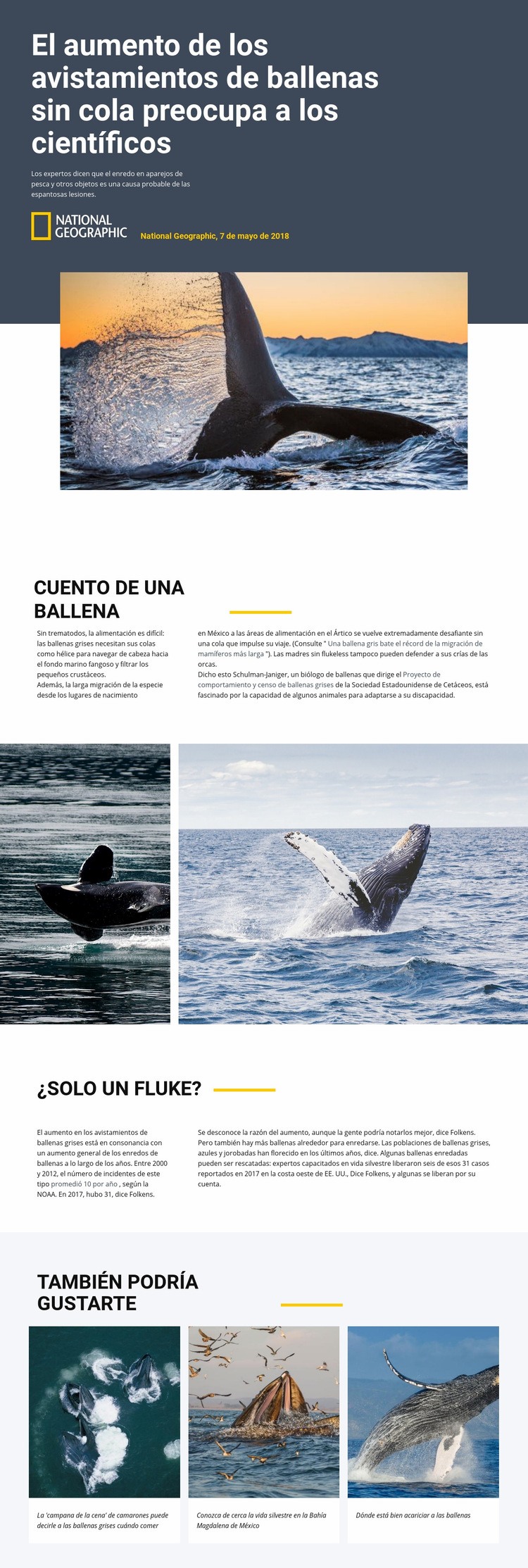 Centro de avistamiento de ballenas Maqueta de sitio web