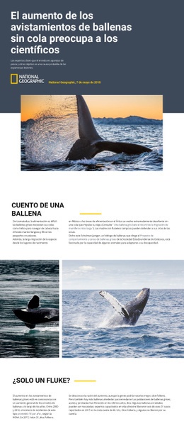 Mejor Diseño De Página De Destino Para Centro De Avistamiento De Ballenas