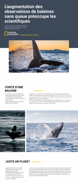 Centre D'Observation Des Baleines - Maquette De Site Web PSD