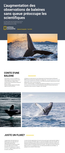 Centre D'Observation Des Baleines - Modèle D'Une Page