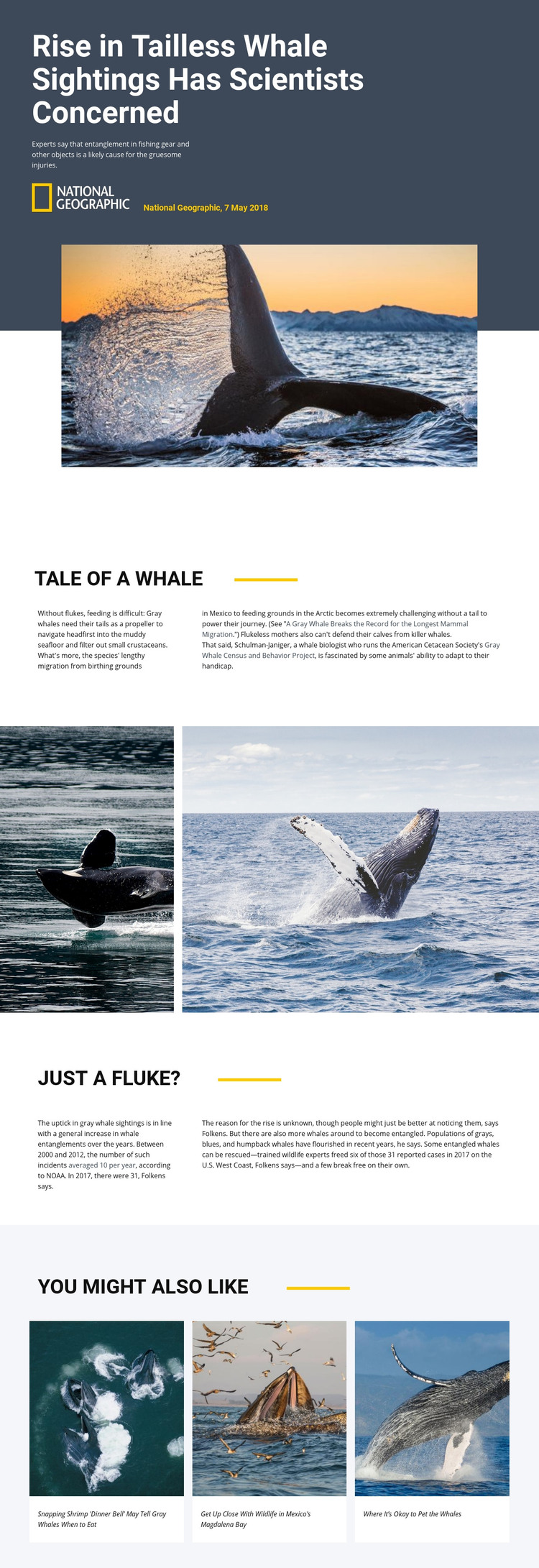 Whale watching center Homepage Design
