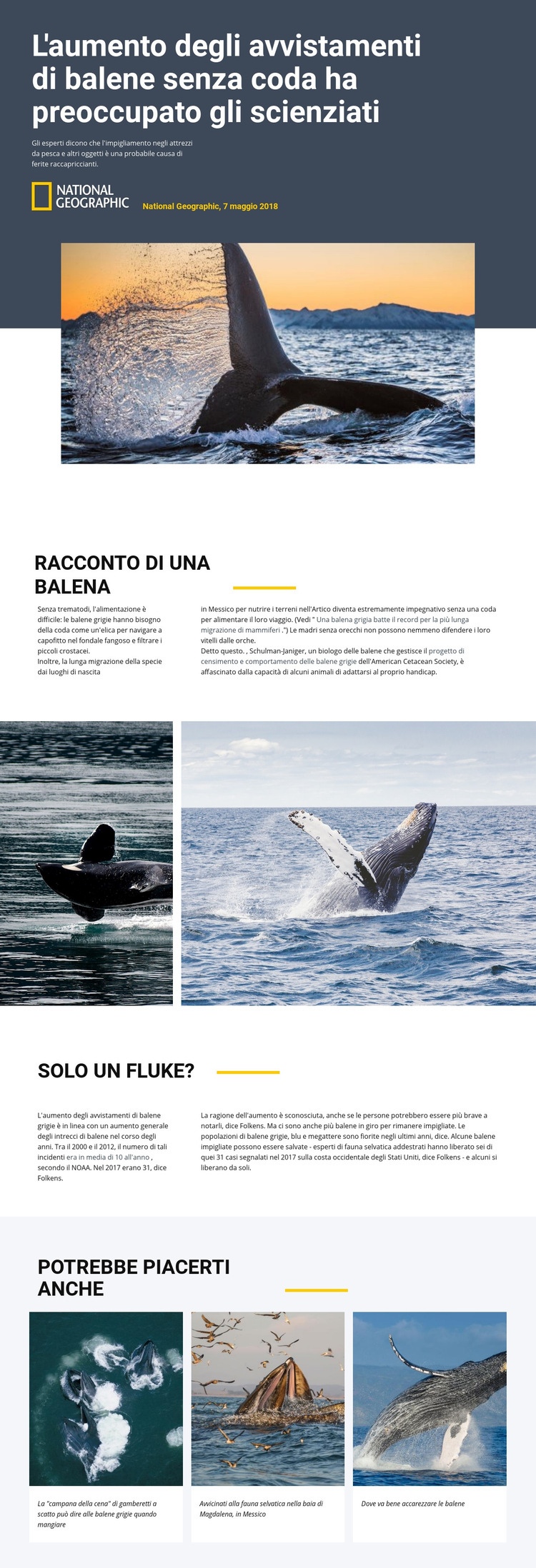 Centro di osservazione delle balene Costruttore di siti web HTML