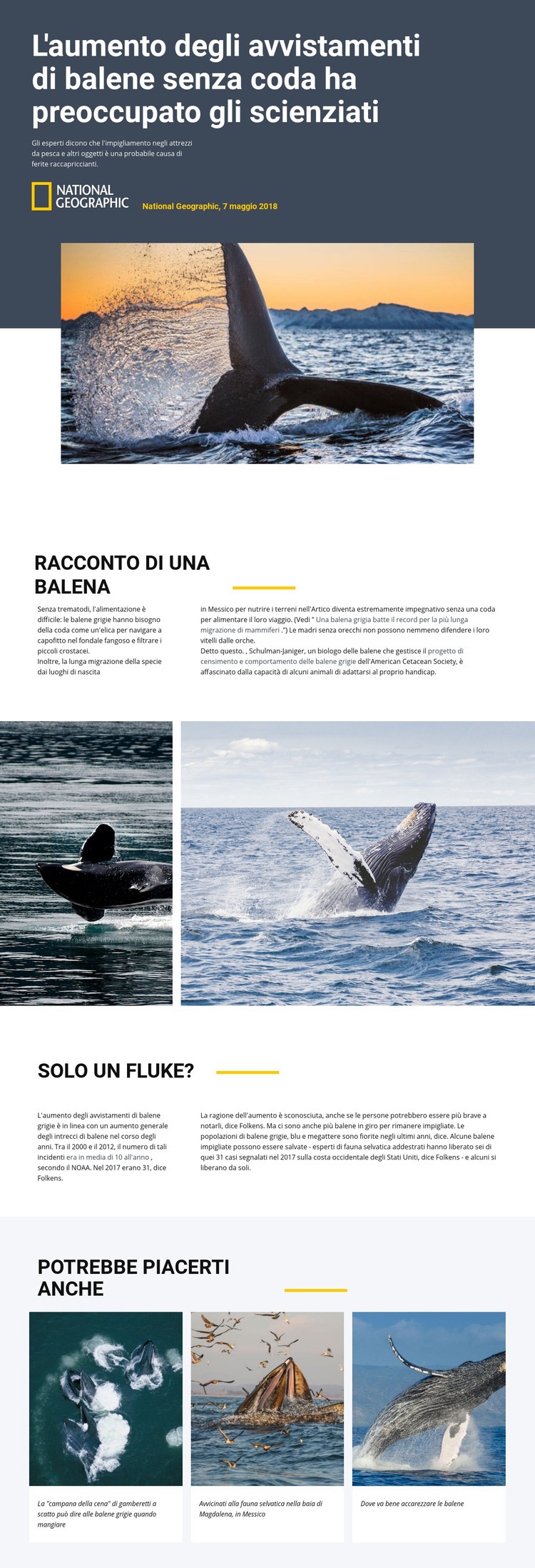 Centro di osservazione delle balene Progettazione di siti web