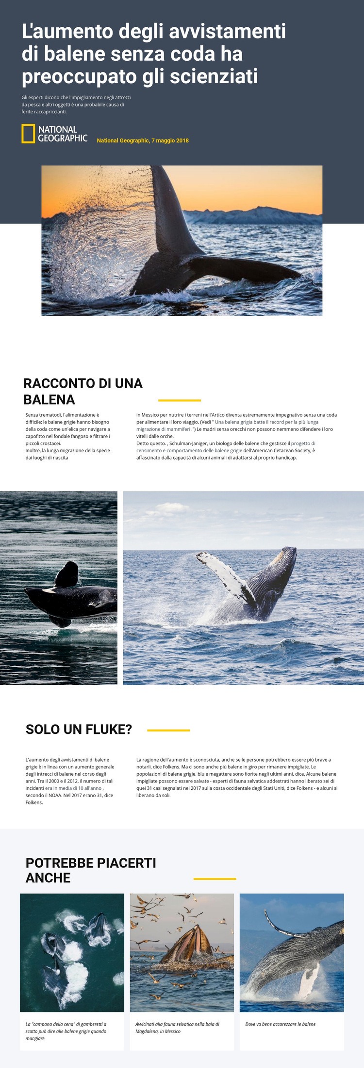 Centro di osservazione delle balene Mockup del sito web