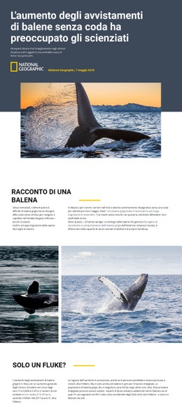 Miglior Design Della Pagina Di Destinazione Per Centro Di Osservazione Delle Balene