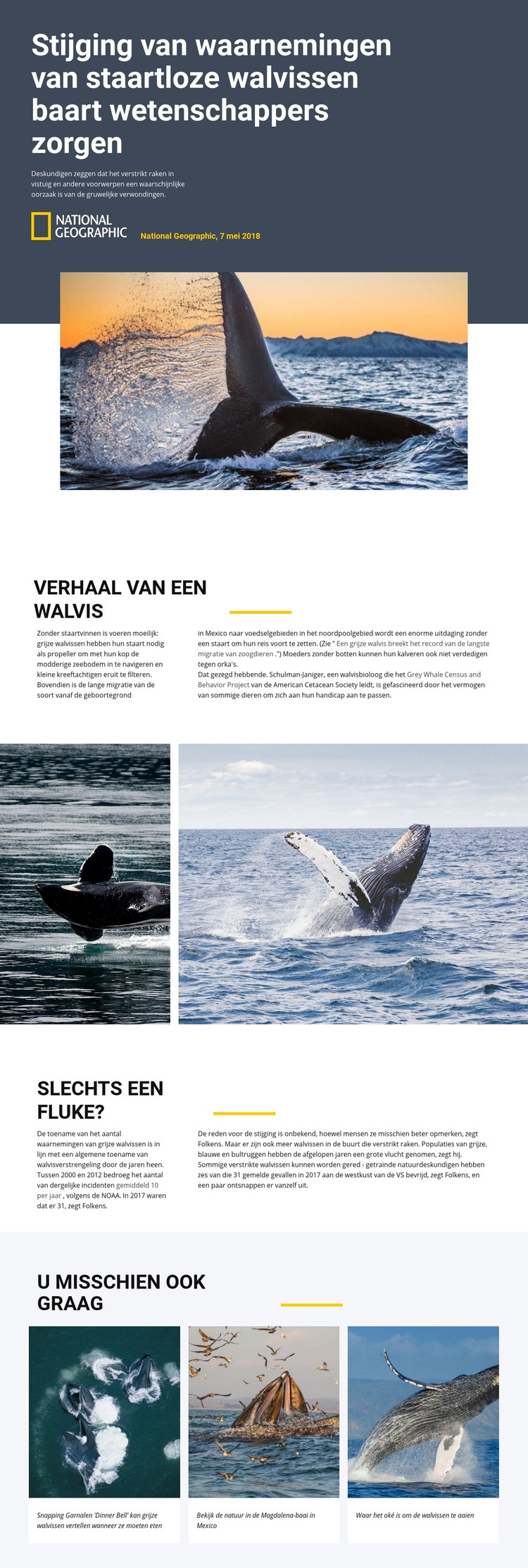 Walvisobservatiecentrum Website ontwerp