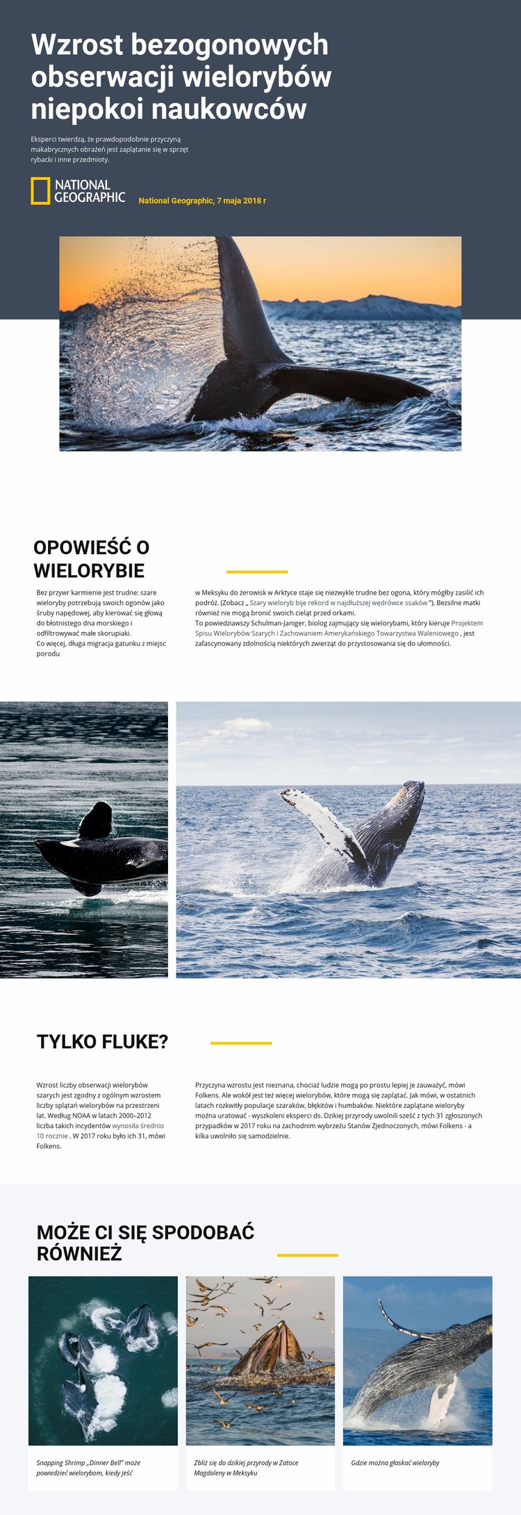 Centrum obserwacji wielorybów Makieta strony internetowej