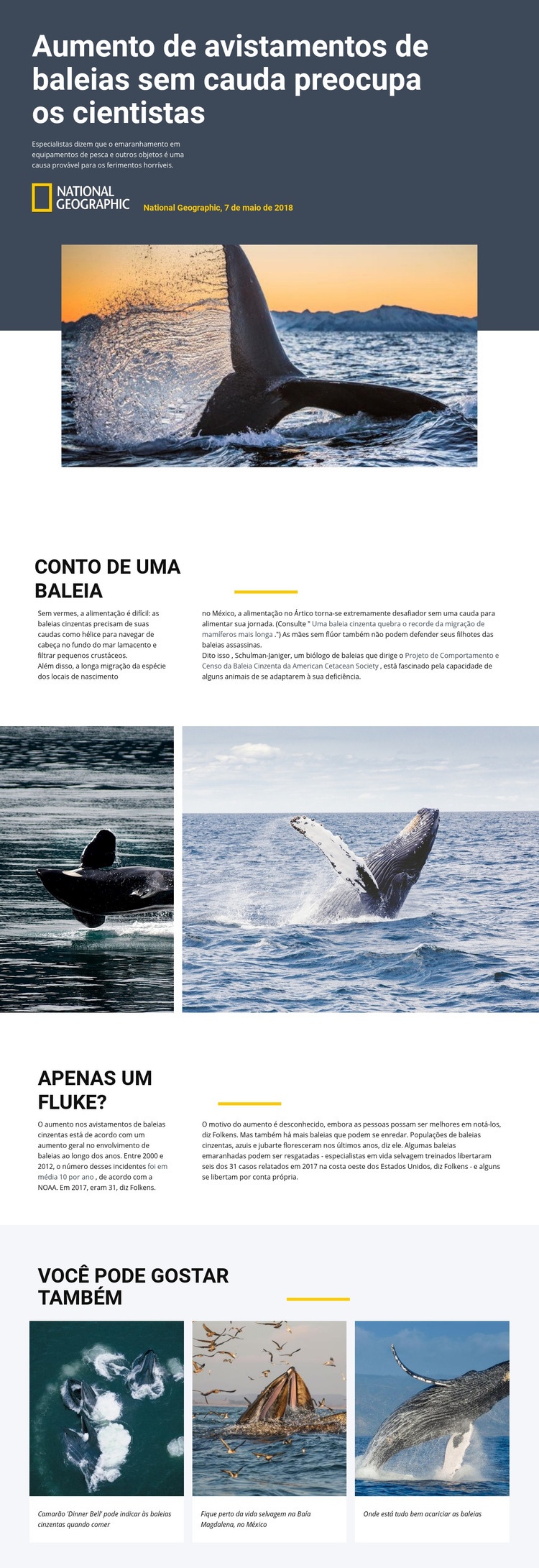 Centro de observação de baleias Design do site