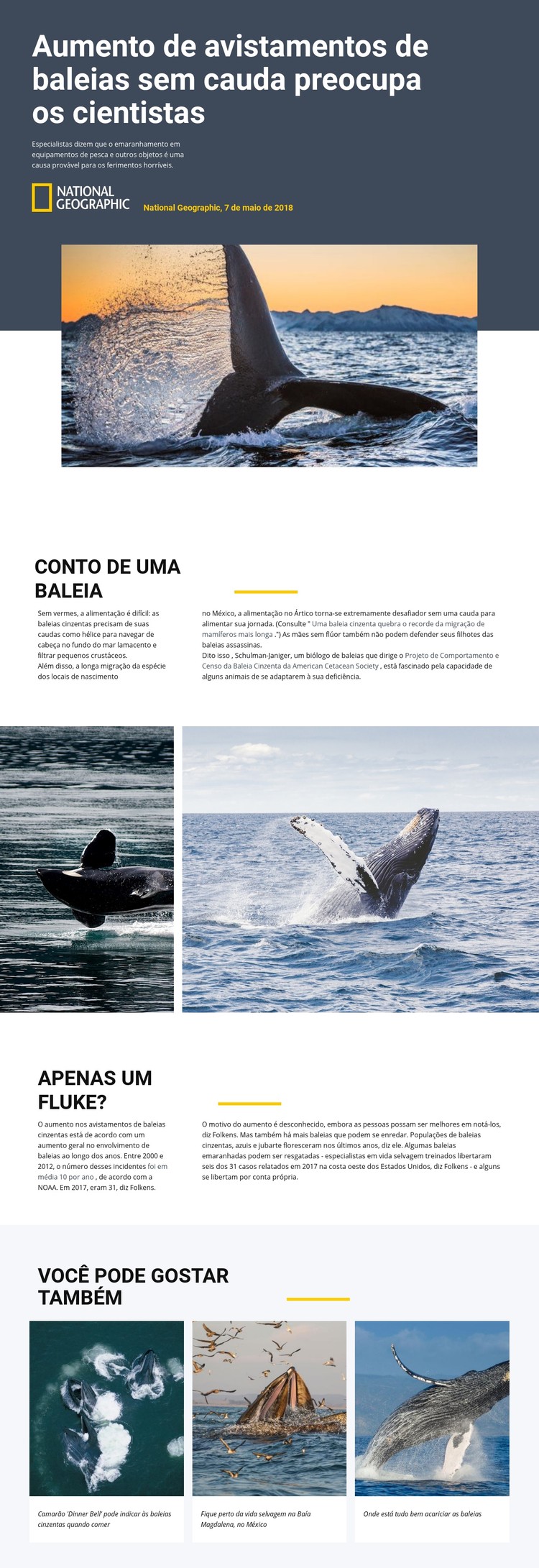 Centro de observação de baleias Template CSS