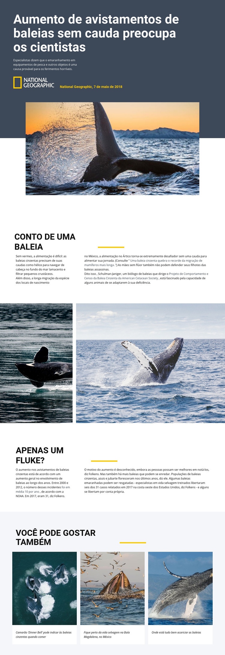 Centro de observação de baleias Modelo de uma página