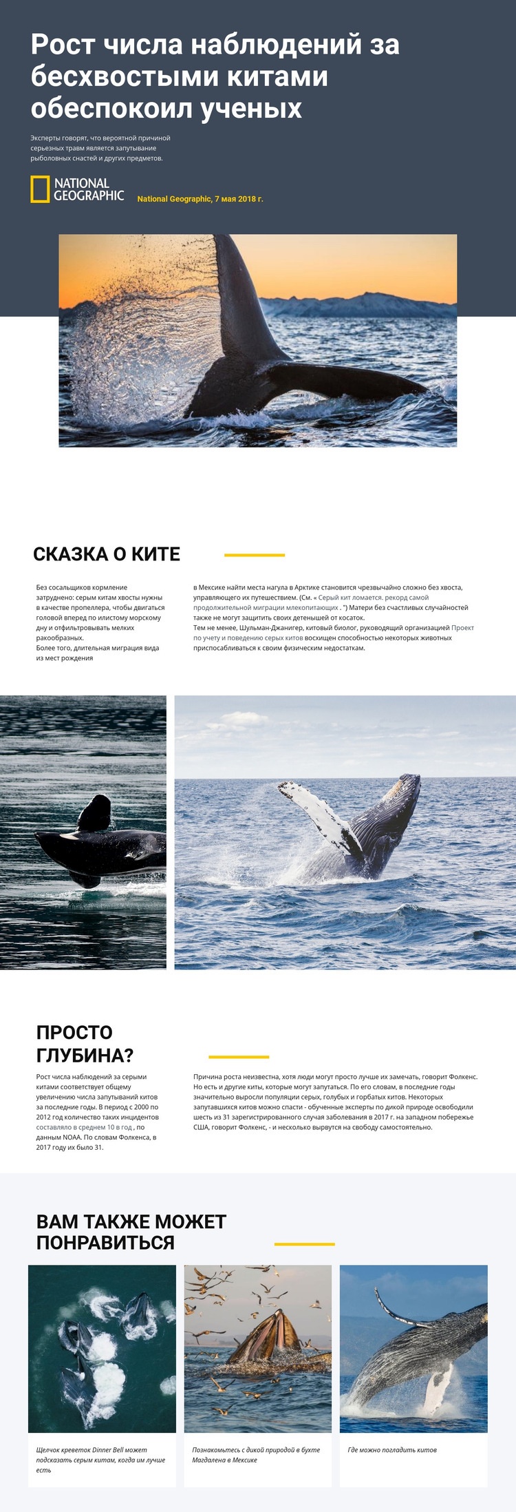 Центр наблюдения за китами Дизайн сайта