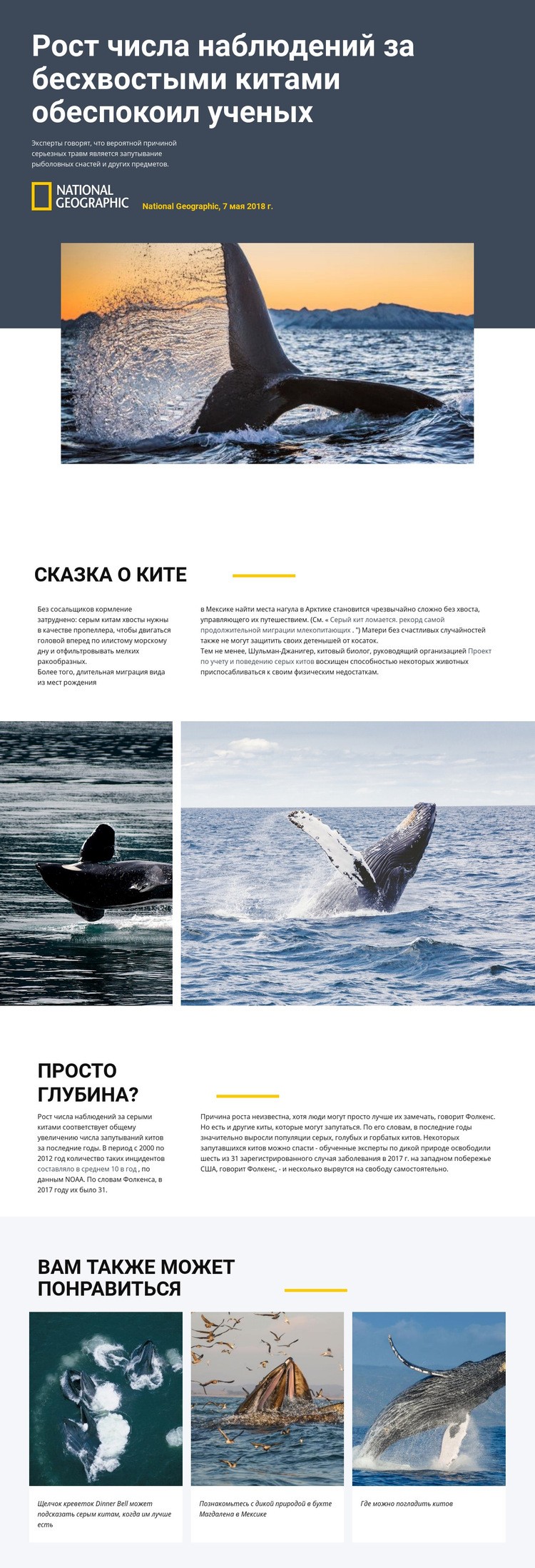Центр наблюдения за китами Одностраничный шаблон