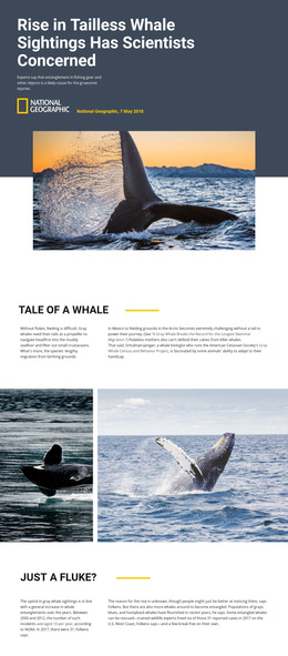 Whale Watching Center - Customizable Template