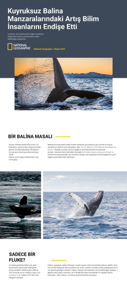 Balina Izleme Merkezi - Duyarlı Web Sitesi Şablonu