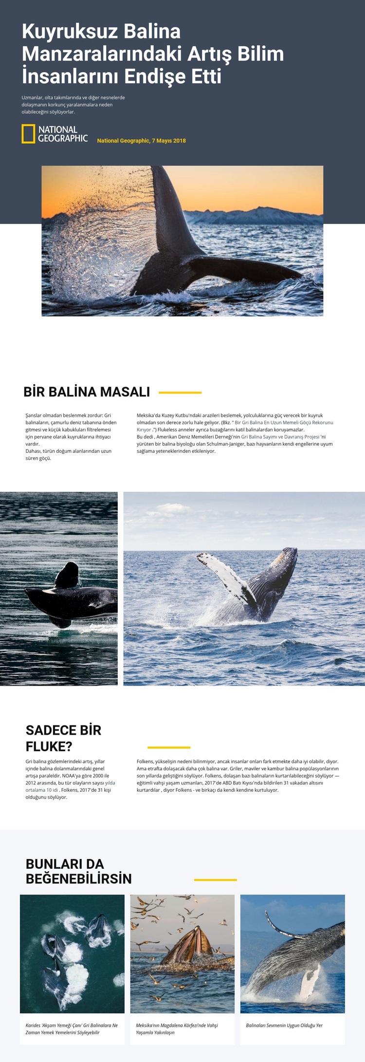 Balina izleme merkezi Web sitesi tasarımı
