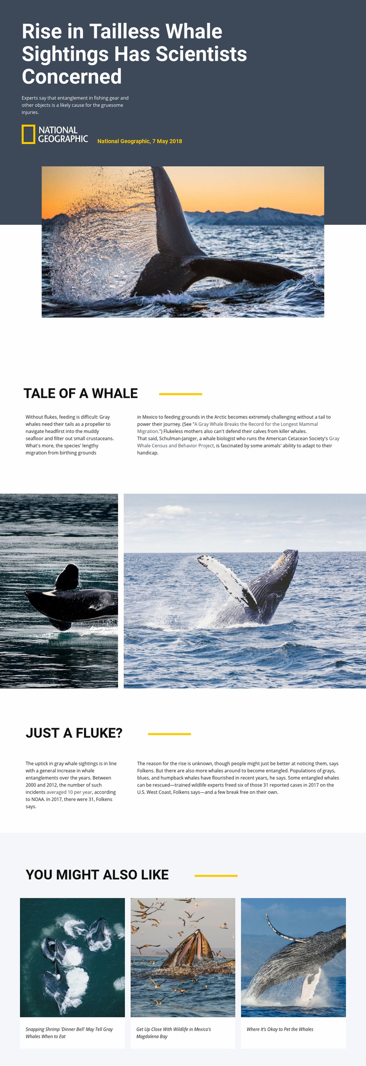 Whale watching center Web Page Design