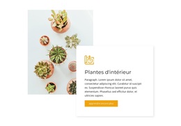 Plantes D'Intérieur - Thème WordPress Simple