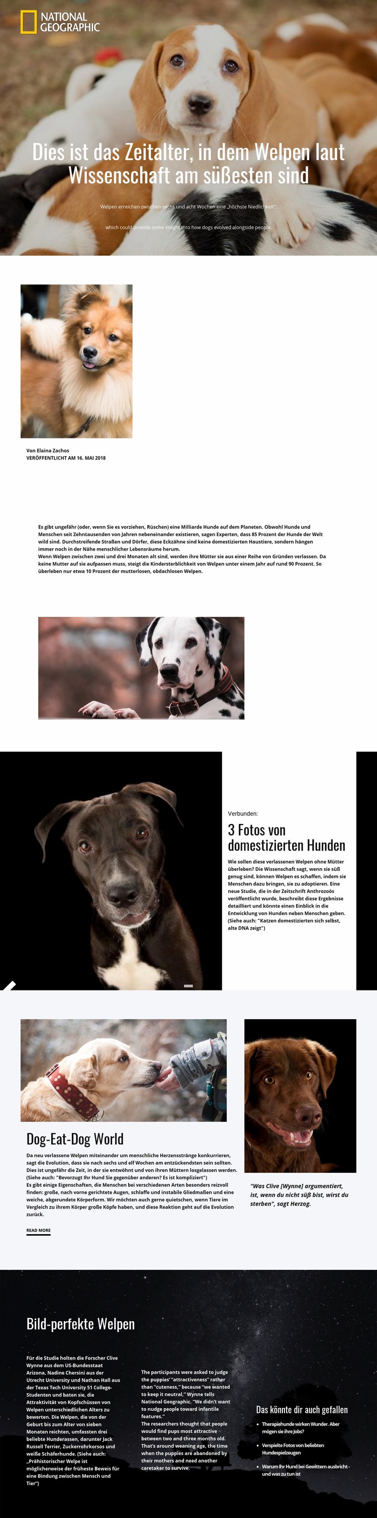 Süßeste Haustiere Website design