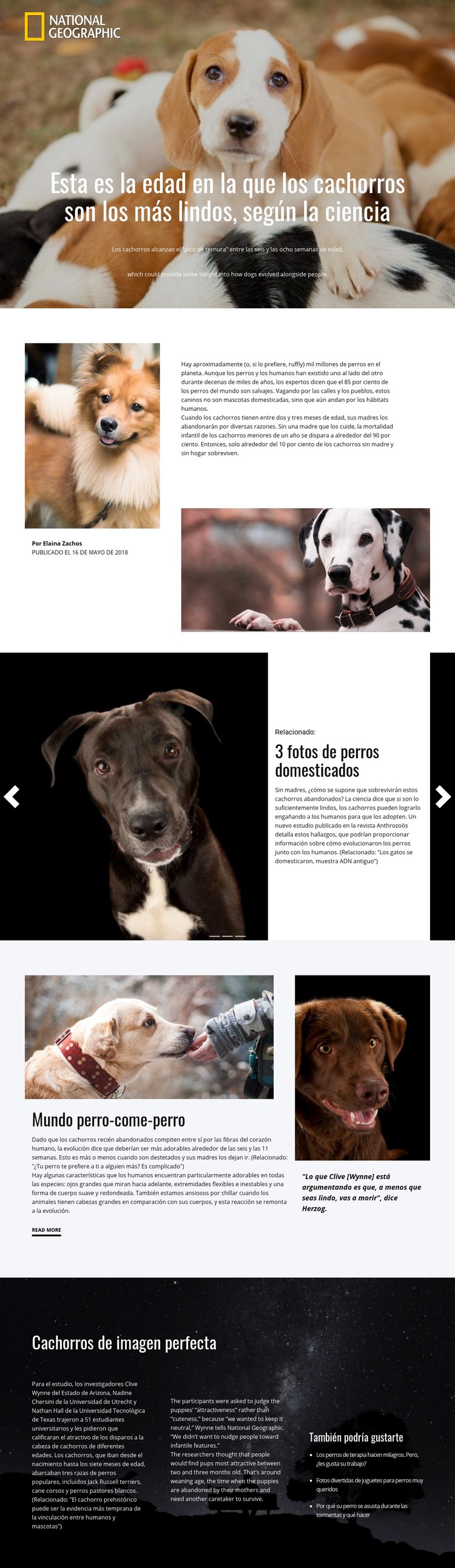 Las mascotas caseras más lindas Diseño de páginas web