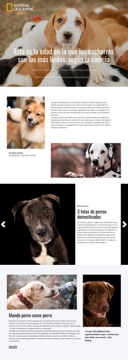 Las Mascotas Caseras Más Lindas: Plantilla HTML5 Creativa Multipropósito
