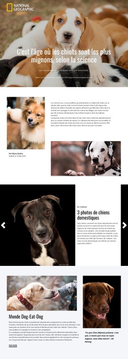 Animaux Domestiques Les Plus Mignons - Créateur De Sites Web Personnalisés