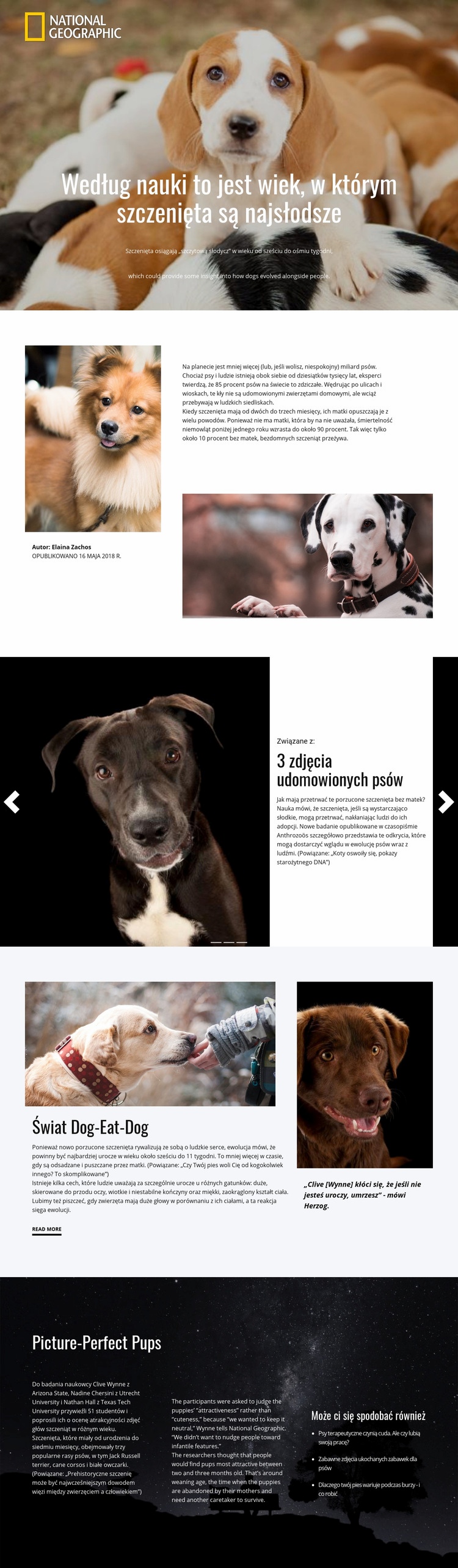 Najsłodsze zwierzęta domowe Makieta strony internetowej