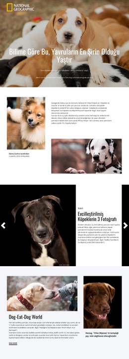 En Şirin Evcil Hayvanlar Bir Sayfa Şablonu